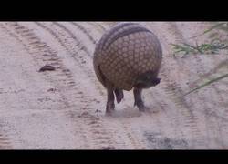 Enlace a La increíble velocidad del armadillo para hacerse una bola