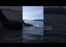 Enlace a Estos navegantes quedan atrapados en mitad de unas orcas asesinas cazando a un león marino