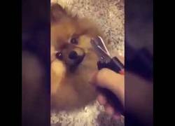 Enlace a Este perrito tiene terror absoluto a que le corten las uñas y así lo demuestra