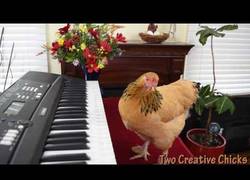 Enlace a La Mozart de las gallinas que sorprende tocando así de bien el piano