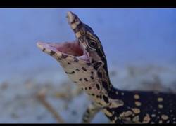 Enlace a Frank Cuesta y sus hijos libertan unos animales en la montaña