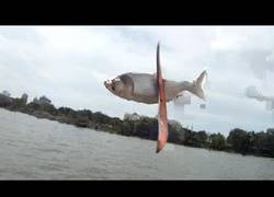 Enlace a Pescando la carpa asiática con un boomerang