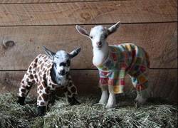 Enlace a ¡Las fiestas de pijamas también existen en las cabras!