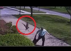 Enlace a El ganso antisistema que odiaba a la policía y le atacó en plena calle