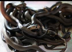 Enlace a Rescatadas 60 serpientes letales con destino a España, por Frank Cuesta