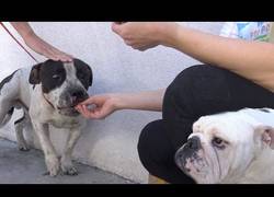 Enlace a Encuentran un perro abandonado con mucho miedo y se ganan su confianza con una cheeseburger