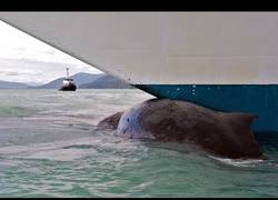 Enlace a Marinero salta al mar desde un petrolero para salvar a una ballena enredada