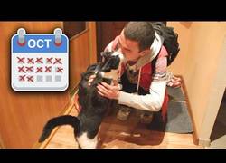 Enlace a La reacción de este gatito al ver a su amo tras varias semanas que te derretirá de amor