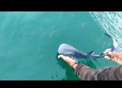 Enlace a Salvan una cría de tiburón ballena