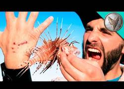 Enlace a Brave Wilderness se deja picar por el temible pez escorpión