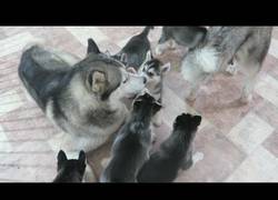 Enlace a Husky padre conoce a sus 9 hijos por primera vez y se lo pasa en grande jugando con ellos