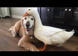 Enlace a Hoy en relaciones extrañas: el perro y el pato, amigos inseparables
