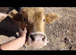Enlace a La vaca que goza como nadie cuando la acarician