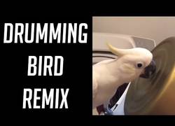 Enlace a La cacatúa mundialmente conocida por tocar música con su pico interpretando temas muy conocidos