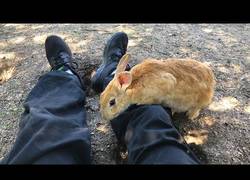Enlace a ¿Te gustan los conejos? En esta isla de Japón está repleto de ellos