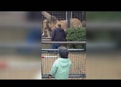 Enlace a El hombre ebrio que mantuvo un temible cara a cara con los leones en el zoo