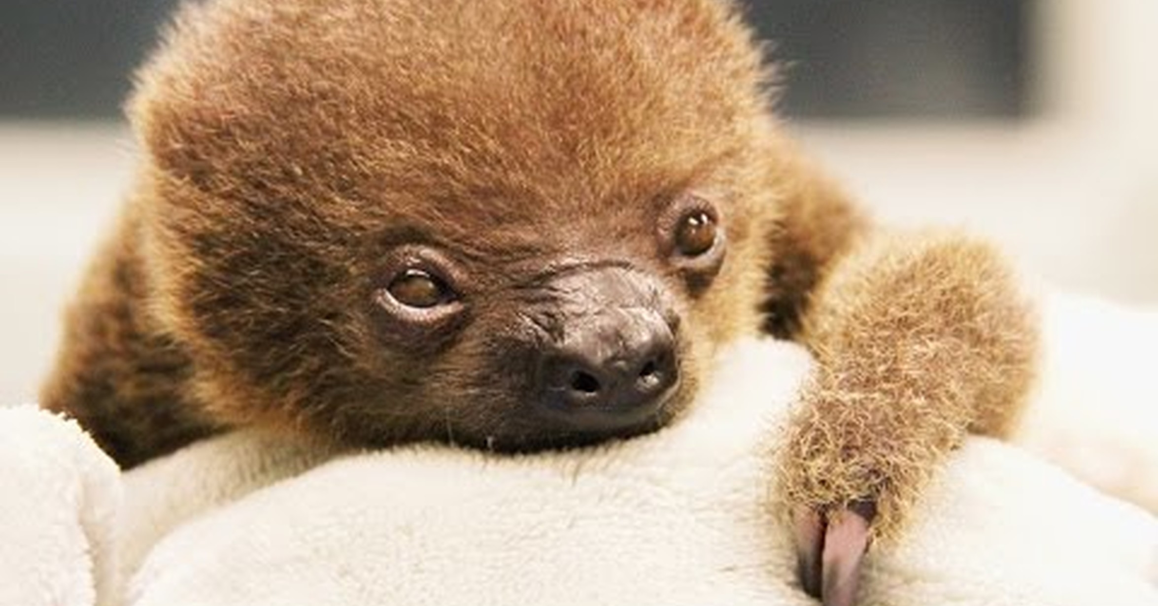¡No tengo tele! / Él es el nuevo bebé de oso perezoso que ...