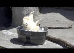 Enlace a La gran diversión de este oso polar en el Zoo de Oregón con una piscina de hielo