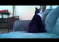 Enlace a Trolean a este gato mientras duerme y se despierta totalmente confundido