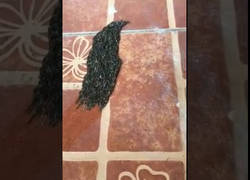 Enlace a El misterioso bicho encontrado en Tailandia que nadie sabe que es