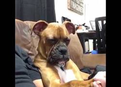 Enlace a La dura batalla de este perro con el sueño mientras veía la TV con su dueño en el sofá