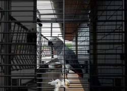 Enlace a Berritxu, el famoso loro nombrando a toda su familia