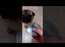Enlace a Los perros también han caído en el vicio de los Spinner