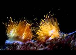 Enlace a Opistobranquios, todo un placer visual