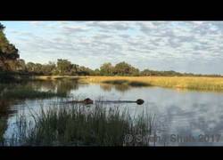 Enlace a El temible ataque de un cocodrilo a un león que no se enteró de nada