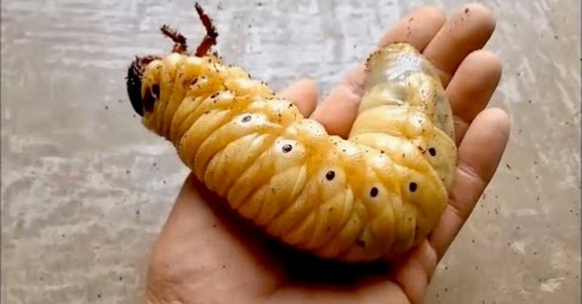 Большая личинка жука. Жук Геркулес личинка гигантская. Жук дровосек Титан личинка.