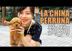 Enlace a China y los perros: más allá del mito
