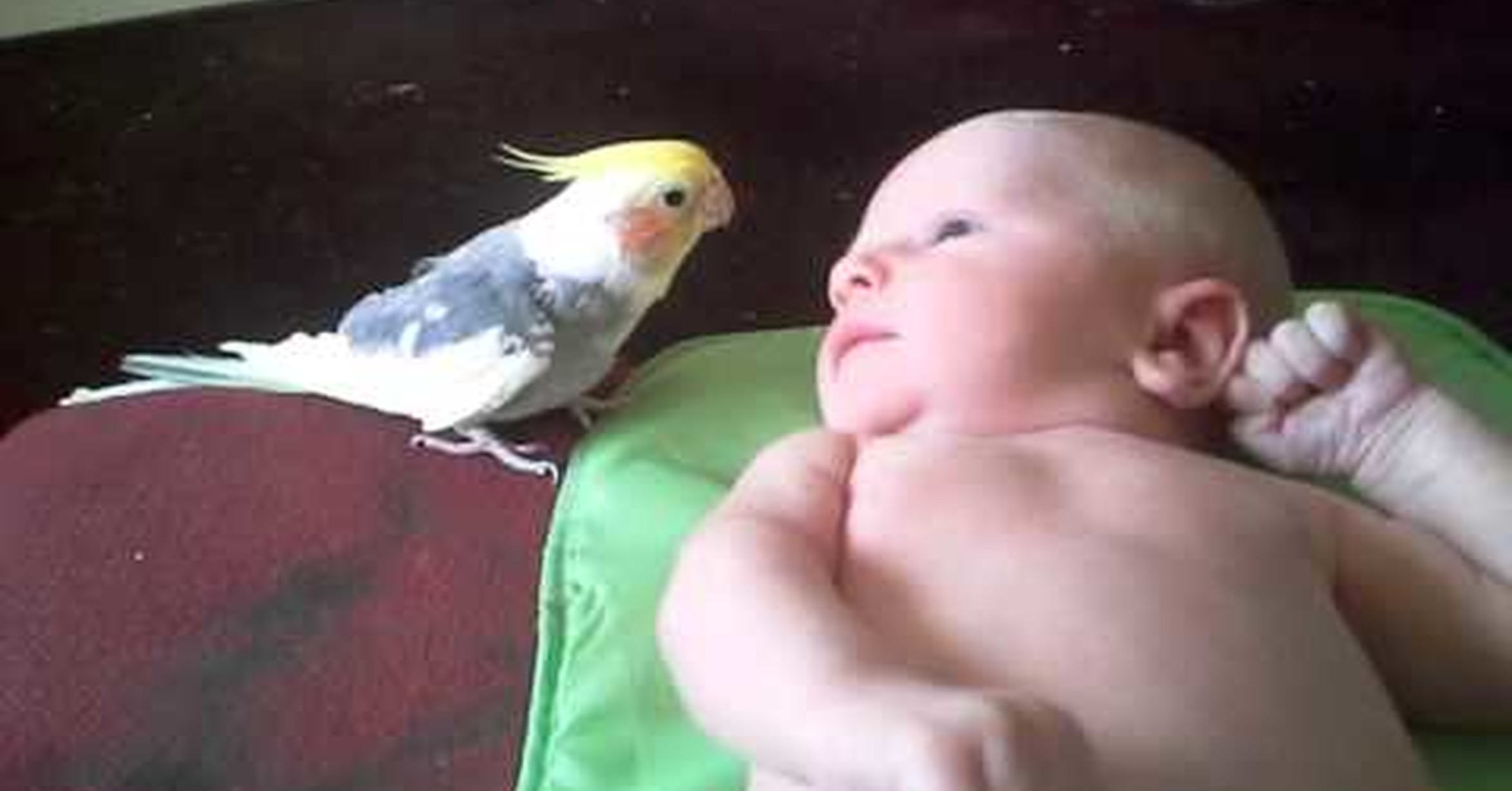 No Tengo Tele La Cacatua Que Silbaba A Este Bebe