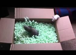 Enlace a Hurones y una caja con aislantes, combinación mortifera