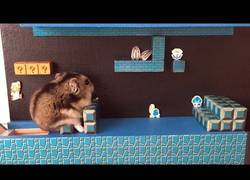 Enlace a Mario Bros versión Hamster