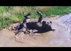 Enlace a Perritos tomándose por primera vez un gran baño de barro