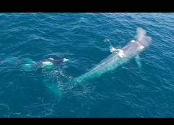 Enlace a Este drone captura el momento en el que unas orcas atacan a una enorme ballena azul