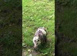 Enlace a La madre de zarigüeya que transporta a ¡12! bebés sobre su cuerpo