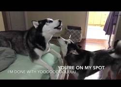 Enlace a Discusión familiar de huskys en forma de aullidos
