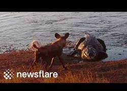 Enlace a Estos perros salvajes creían tener una cena hasta que llegó un gran invitado