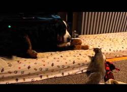 Enlace a Esta simpática ardilla intenta esconder nuez en el pelo del perro