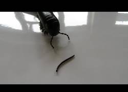 Enlace a El ciempiés más pequeño del mundo frente a frente contra el más grande