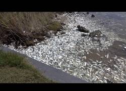 Enlace a La terrible aparición de miles de pescados muertos a la orilla del río