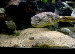 Enlace a Este pez tiene un estómago más exquisito que muchos humanos