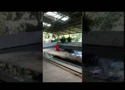 Enlace a Pone su cabeza entre la boca de un cocodrilo y sucede algo dramático