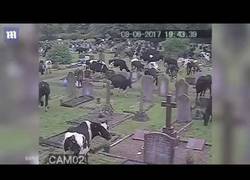 Enlace a Invasión de vacas en este cementerio de Gran Bretaña