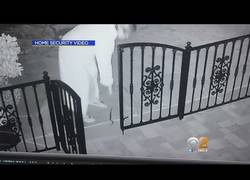 Enlace a Lo que pasa cuando confundes uno de los juguetes del perro con una serpiente de cascabel