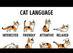 Enlace a Este vídeo te enseña a entender mejor a tu gato (Inglés)