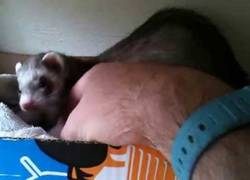 Enlace a Hurón llevando de la mano a su dueño para enseñarle de forma orgullosa su crías