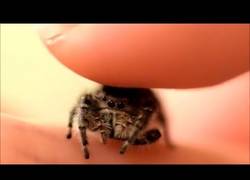 Enlace a Dando mimos a una de las arañas más adorables que has visto