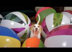 Enlace a La genial reacción del perro Maymo al recibir su regalo sorpresa de cumpleaños